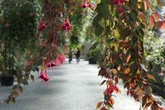 flower1002239