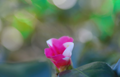 flower6542