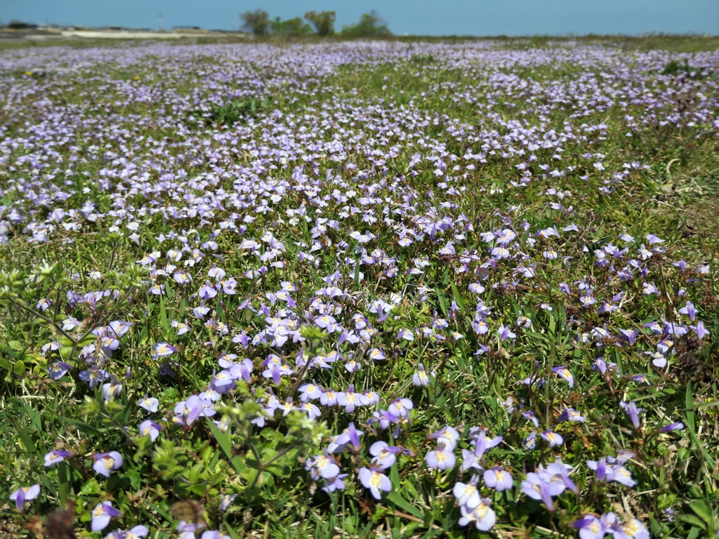 flower1004263