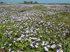 flower1004263