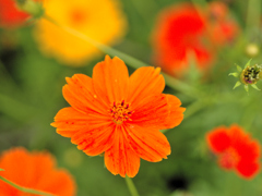flower1030092
