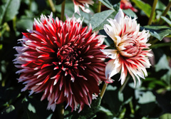 flower066101