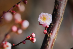 flower7666