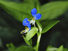 flower1020709