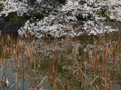 flower1000977