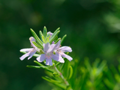 flower1030730