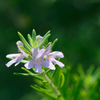 flower1030730