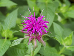 flower1020641