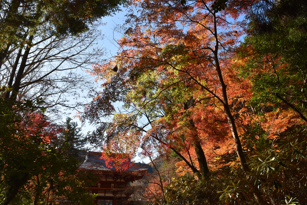 leaves0296