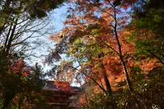 leaves0296