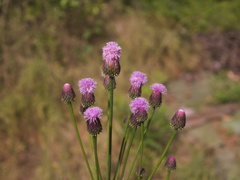flower1020086