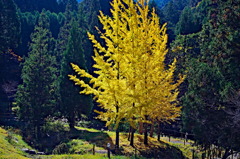 tree1302