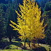 tree1302