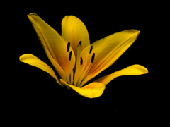 flower1020487