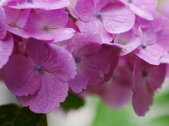 flower1020413