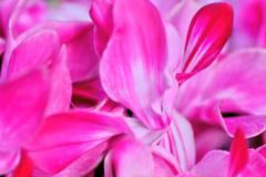 flower7933