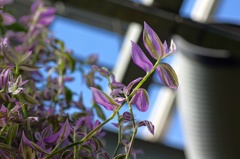 plant06391