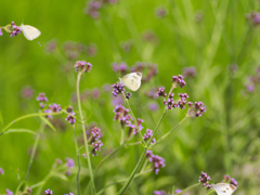 flower1020546