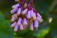 flower6613
