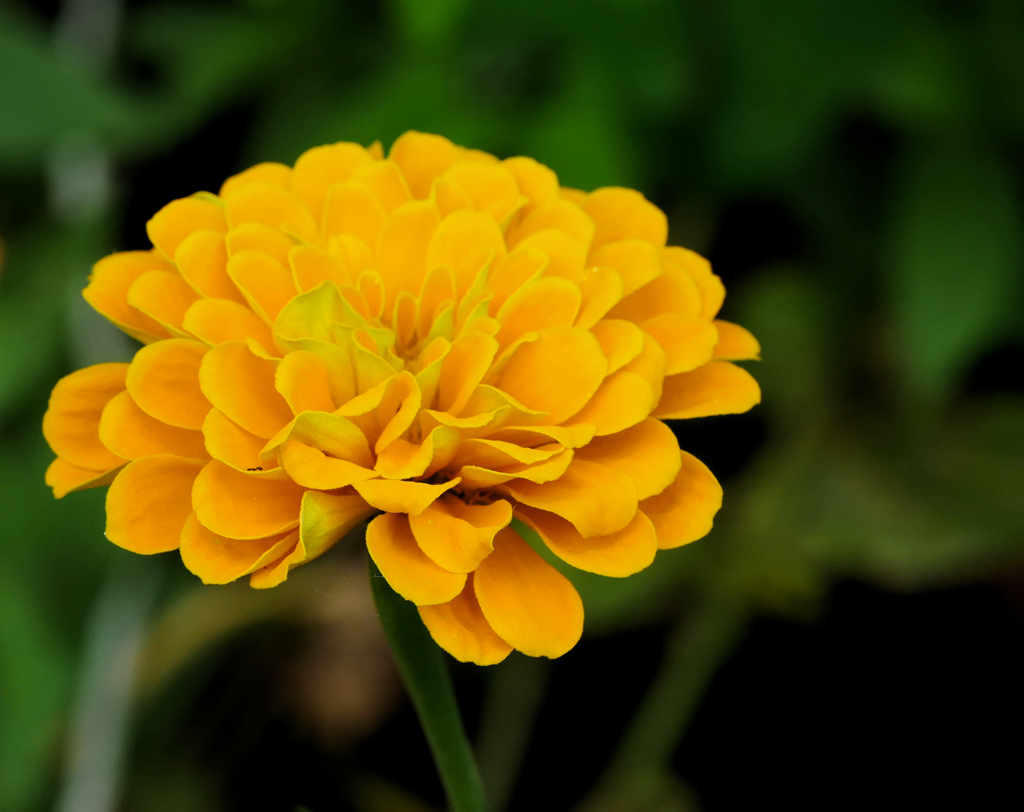 flower1040044