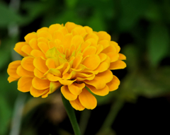 flower1040044