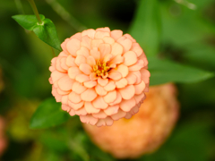 flower1040046