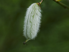plant1020391