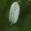 plant1020391
