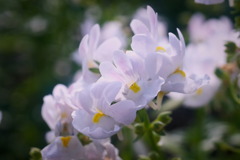 flower8175