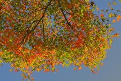 leaves0126