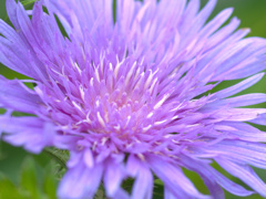 flower1020281
