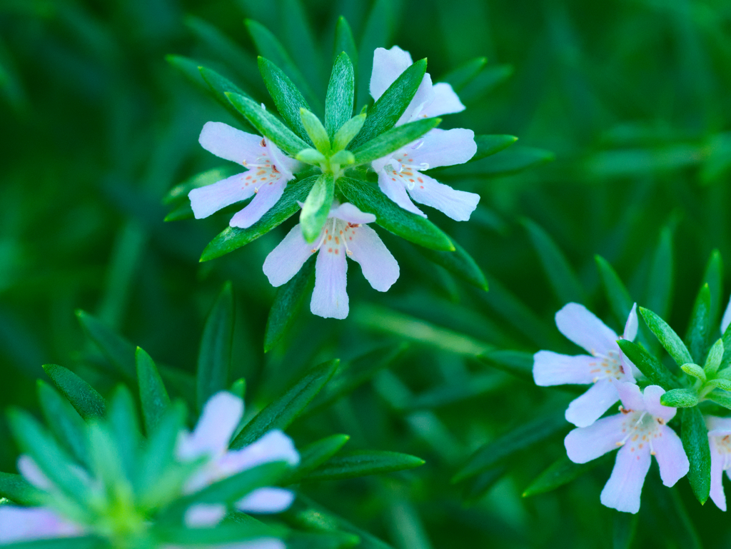 flower1030740
