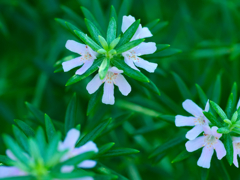 flower1030740