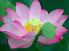 flower1030565