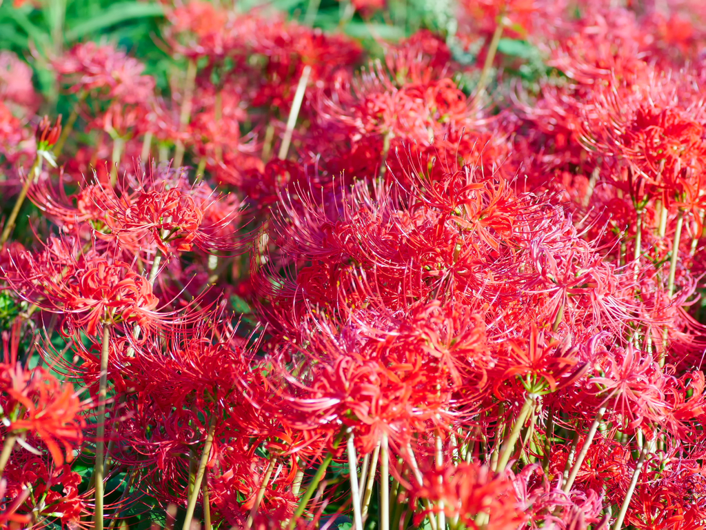 flower1040385