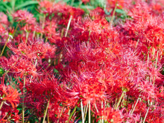 flower1040385