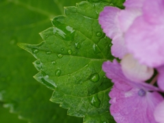 flower1020400
