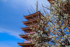 flower7363