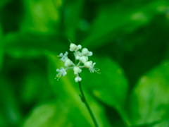 flower1030309