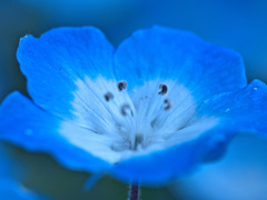 flower1010214