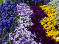 flower1010127