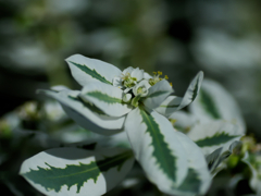 flower1030888