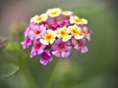 flower1030121