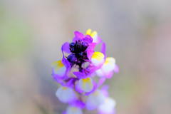 flower7890