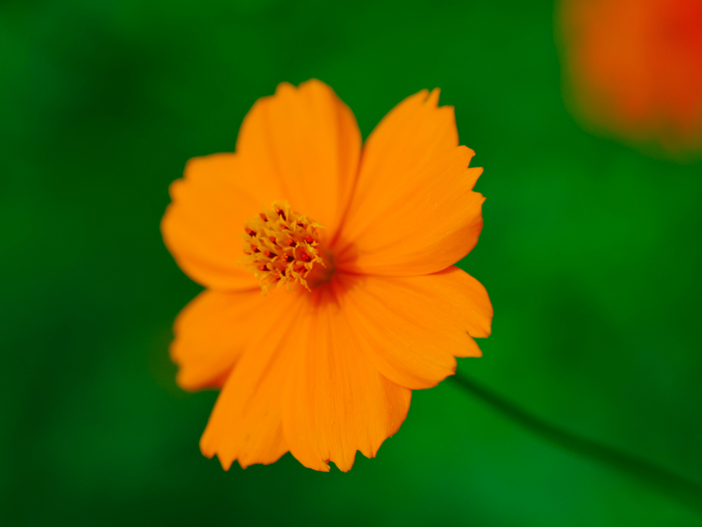 flower1030610
