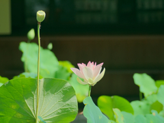 flower1030357