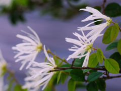 flower1030980