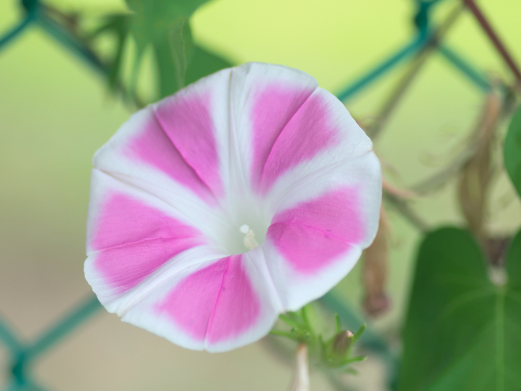 flower1030449