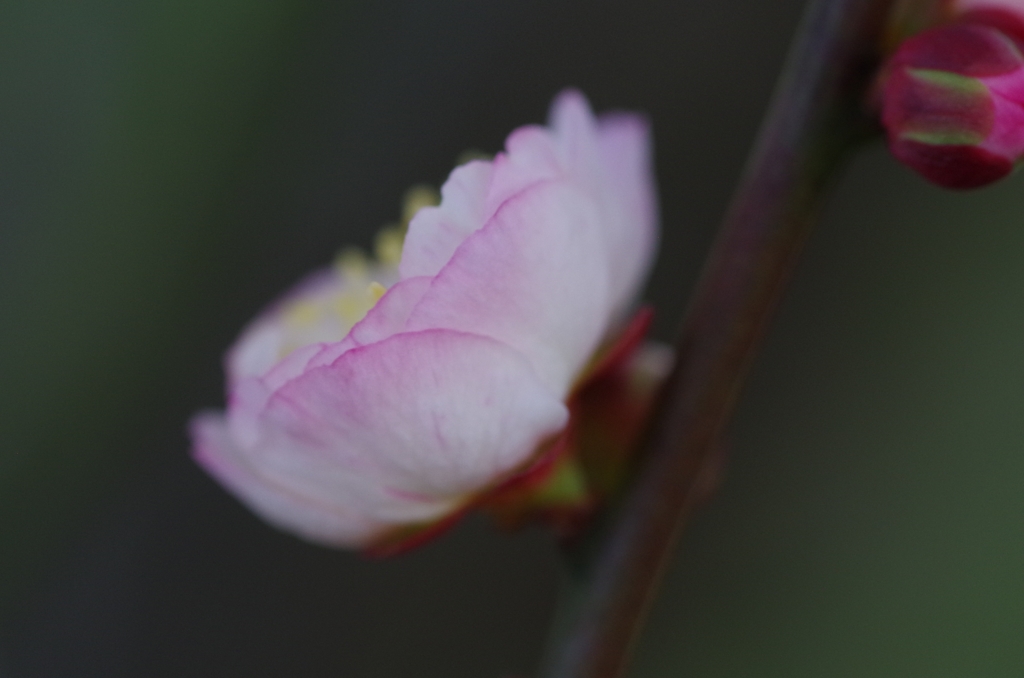 flower6441