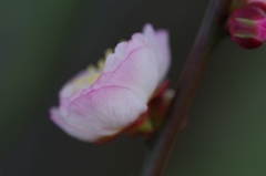 flower6441